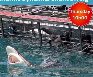 Next Marine Dynamics Shark Cage Diving Trip: 8 December 2022