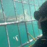 Shark Cage Diving - White Shark Projects - Xplorio™ Gansbaai