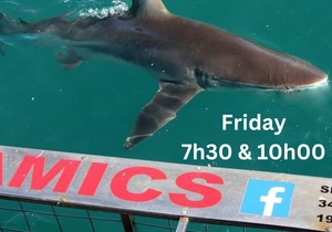 Next Marine Dynamics Shark Cage Diving Trip: 9 December 2022