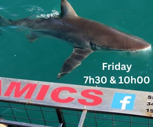 Next Marine Dynamics Shark Cage Diving Trip: 9 December 2022