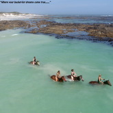 Sea Horses - Saxon Lodge - Xplorio™ Gansbaai 