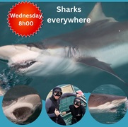 Next Marine Dynamics Shark Cage Diving Trip: 14 December 2022