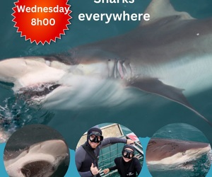 Next Marine Dynamics Shark Cage Diving Trip: 14 December 2022