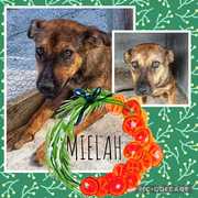 Up for Adoption: Mielah