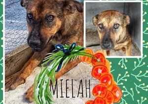 Up for Adoption: Mielah