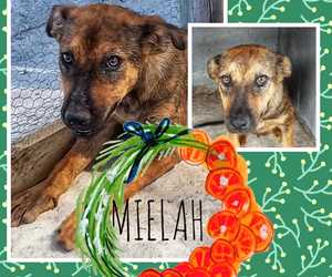 Up for Adoption: Mielah
