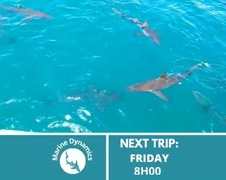 Next Marine Dynamics Shark Cage Diving Trip: 16 December 2022