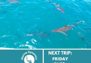 Next Marine Dynamics Shark Cage Diving Trip: 16 December 2022