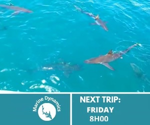 Next Marine Dynamics Shark Cage Diving Trip: 16 December 2022