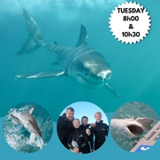 Next Marine Dynamics Shark Cage Diving Trip: 20 December 2022