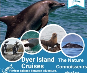 Next Dyer Island Marine Big 5 Tour: 20 December 2022