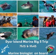 Next Dyer Island Marine Big 5 Tour: 23 December 2022