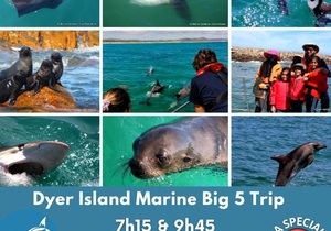 Next Dyer Island Marine Big 5 Tour: 23 December 2022