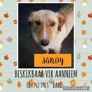 Adopt your New Best Friend in the New Year