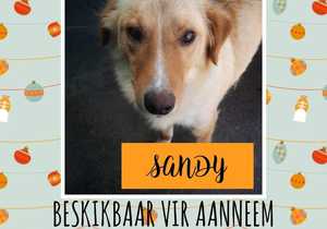 Adopt your New Best Friend in the New Year