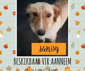 Adopt your New Best Friend in the New Year