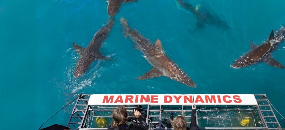 Marine Dynamics Shark Tours