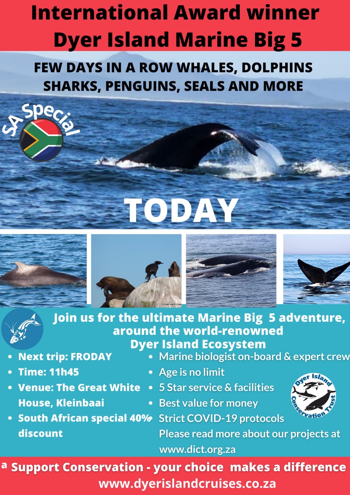 Next Marine Big 5 Tour 10 June 2022 Dyer Island Cruises Whale