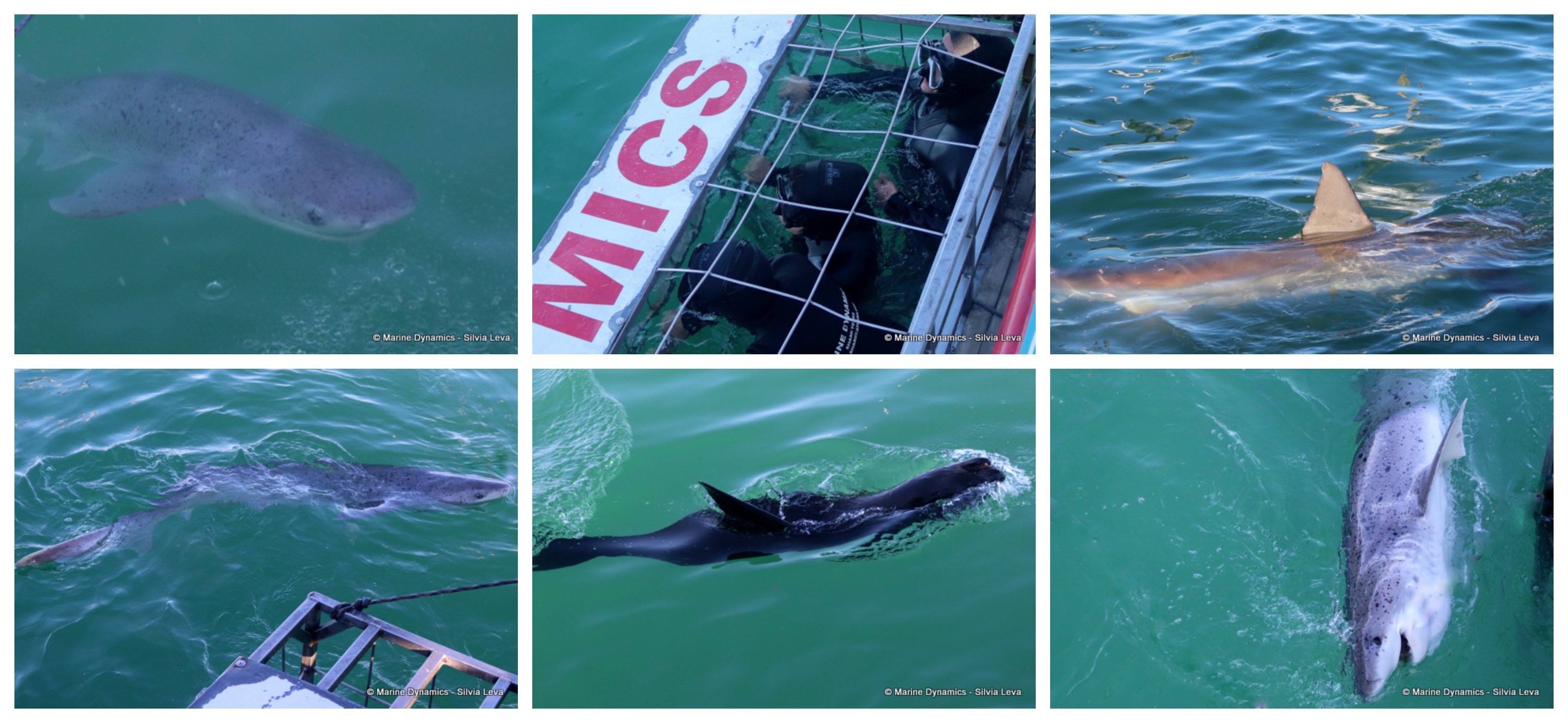 Daily Blog: 25 July 2023 - Marine Dynamics Shark Tours - Xplorio™ Gansbaai