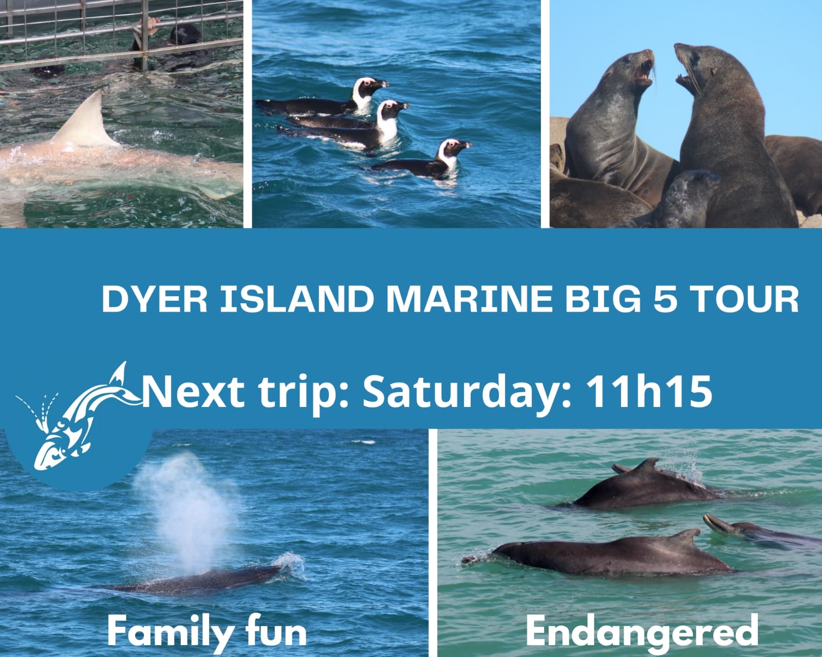 dyer island cruises marine big 5
